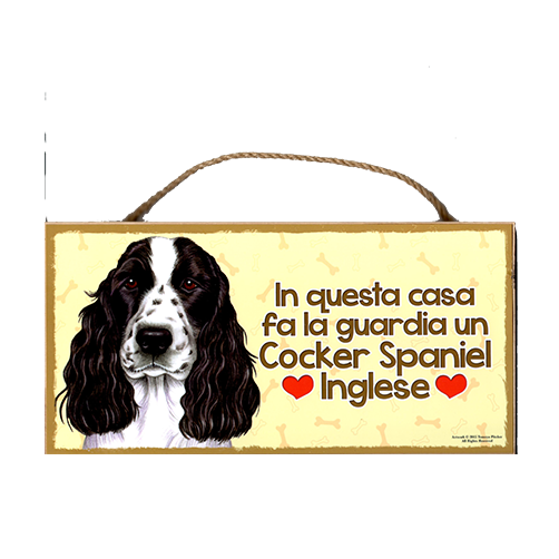 21 COKER SPANIEL INGLESE